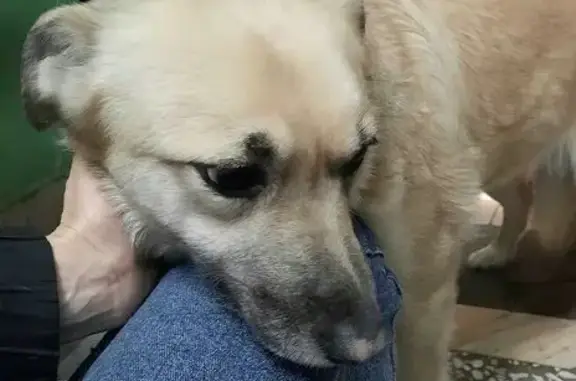 Собаки потеряшки, Омск, фото: Потеряшка собака, Омск, ул. Дианова