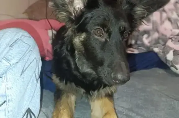 Пропала собака на Сахалинской ул., Владивосток