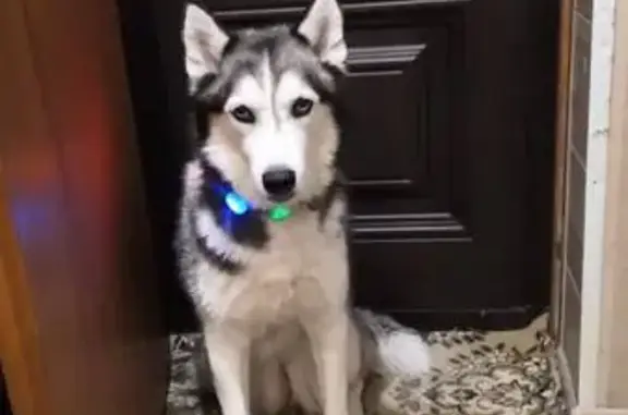 Пропала собака, Кимры — Селищи