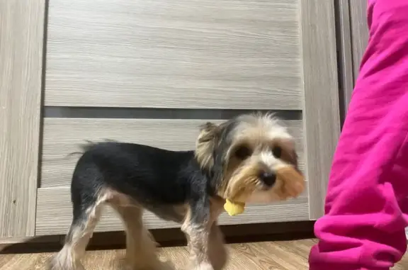 Собаки потеряшки, Элиста, фото: Потеряшка собака, ул. С. Кирова, 77, Элиста