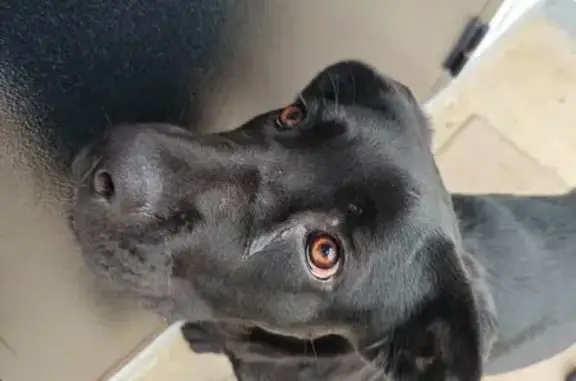 Найдена собака, Анастасиевская, фото: Найдена собака, Колхозная ул., Анастасиевская