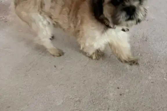 Найдена собака, Ивановская область, фото: Собака найдена в Солнечном, Ивановская область