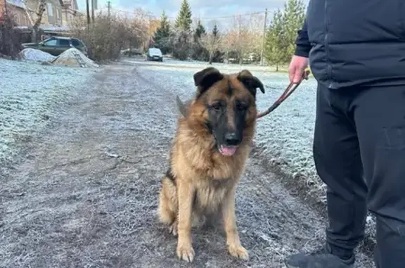 Собака найдена на ул. Чмутова, Тула