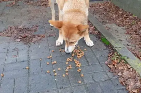 Найдена собака, , фото: Найдена собака, Луговая ул., 14А, Асеньевское