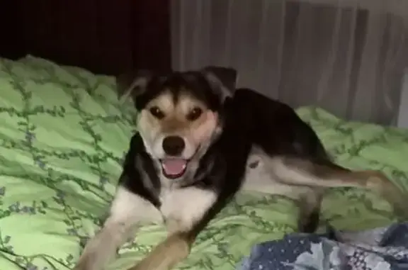 Найдена собака, Краснознамённая ул., Челябинск