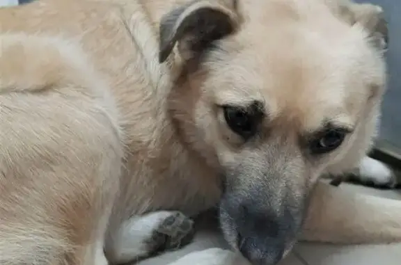 Собаки потеряшки, Москва, фото: Потеряшка собака, Красная площадь 3, Москва