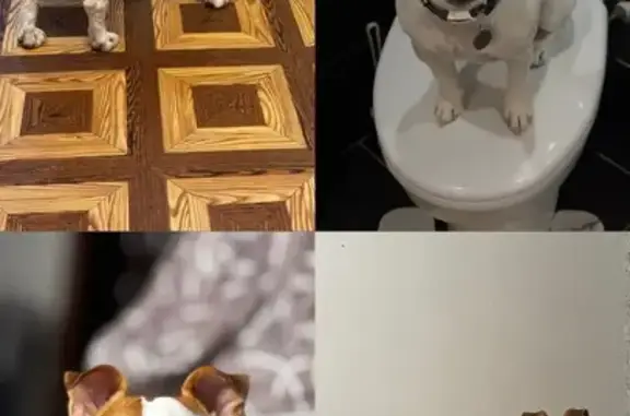 Собака найдена на проспекте Образцова, 22