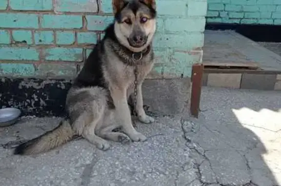 Пропала овчарка, Первомайский пер., Крутогорье
