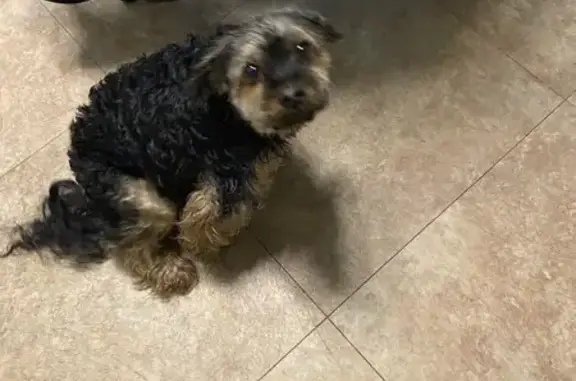 Пропала собака на ул. Войкова, 88, Сорочинск