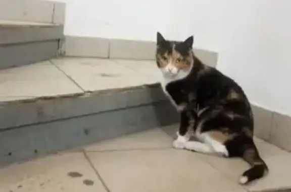 Найдена кошка, Столбовая, фото: Кошка найдена в Магните, Парковая 16, Столбовая