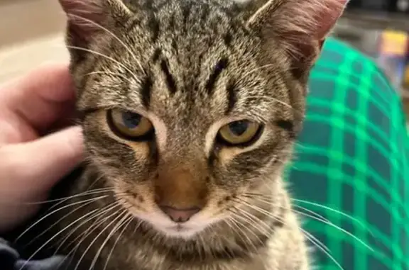 Найдена кошка, Московская область, фото: Кошка найдена, МО