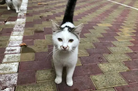 Найдена кошка, Сочи, фото: Кошка найдена: ул. Просвещения 122/1, Сочи