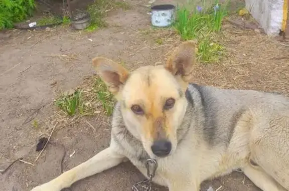 Собаки потеряшки, , фото: Потеряшка собака, Белоярский сельсовет