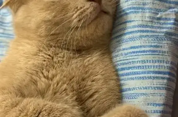 Кошки потеряшки, Воронеж, фото: Потеряшка кошка, Новгородская 121, Воронеж