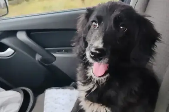 Найдена собака, городской округ Кузнецк, фото: Собака найдена, ул. Радищева 63