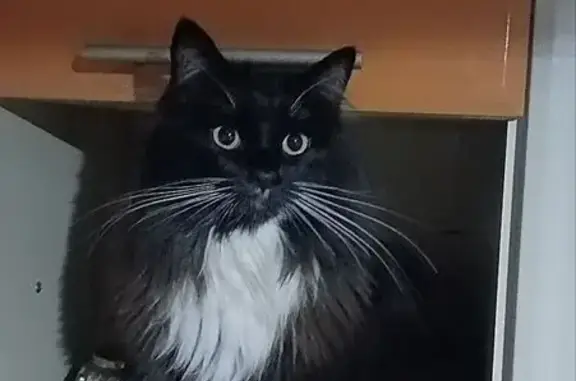 Пропала кошка, ул. Строкина 7, Брянск