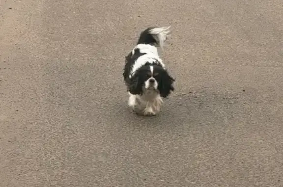 Найдена собака, , фото: Спаниель найден: Шопинская ул., Шопино