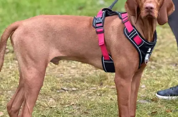 Собаки потеряшки, Песочный, фото: Потеряшка собака, Садовая 85, Песочный