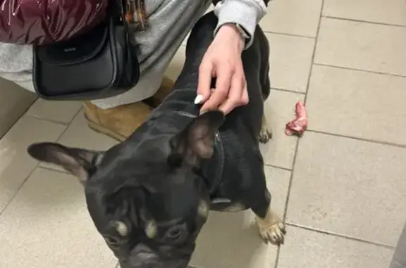 Найдена собака, Калуга, фото: Собака найдена: ул. Суворова, 153 к3, Калуга