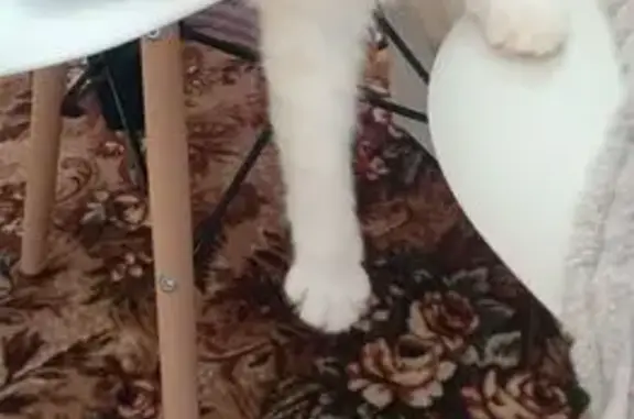 Объявления о пропавших и найденных животных, Нижегородская область, фото: Пропала кошка в Городце, Нижегородская обл.