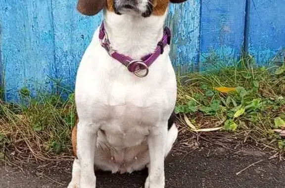 Пропала собака, Западная ул., Электросталь