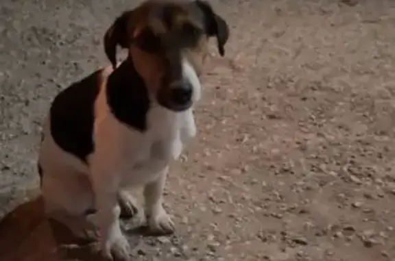 Найдена собака, , фото: Найдена собака, Осипова, Украинка