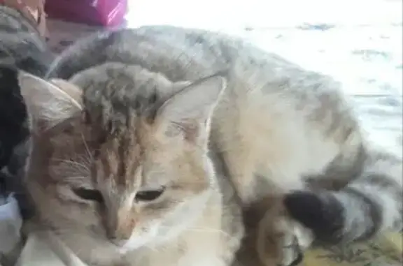 Пропала кошка, Озёрная ул., Токсово