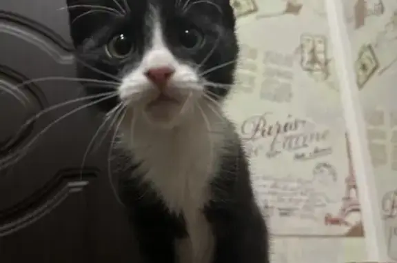 Найдена кошка, Ярославль, фото: Котенок найден: ул. Добрынина, 23, Ярославль