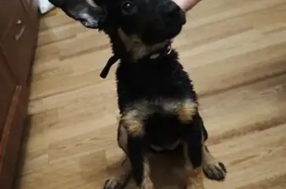 Найдена собака, Физкультурная 23, Самара