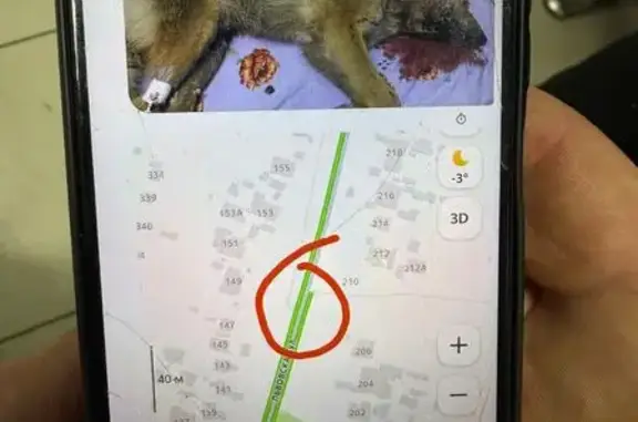 Найдена собака, , фото: Сбитая собака, Львовская ул. 148, Пенза