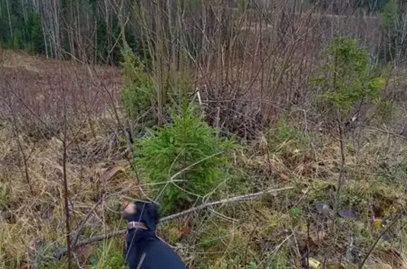 Пропала собака, Малые Карелы, Архангельск