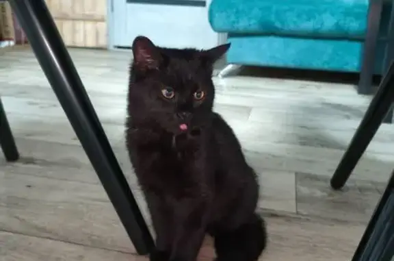 Найдена кошка, Ижевск, фото: Котенок найден, ул. Юннатов, 39, Ижевск