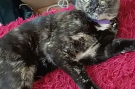 Кошки потеряшки, Ачинск, фото: Потеряшка кошка, Ачинск, ул. 9