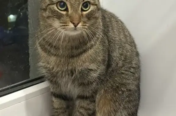 Кошка найдена в Уфе, Башкортостан