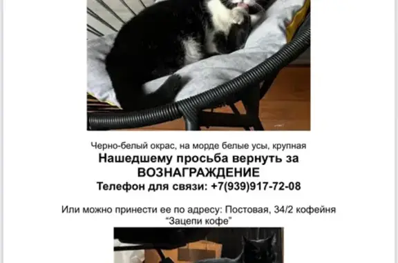 Кошки потеряшки, Краснодар, фото: Потеряшка кошка, ул. Захарова, Краснодар