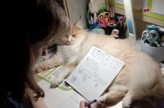 Кошки потеряшки, Ростов-на-Дону, фото: Потеряшка кот, ул. Налбандяна, 13, Ростов-на-Дону