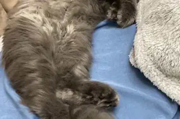 Найдена кошка, Ростовская область, фото: Койсуг: найдена кошка, ищем хозяев