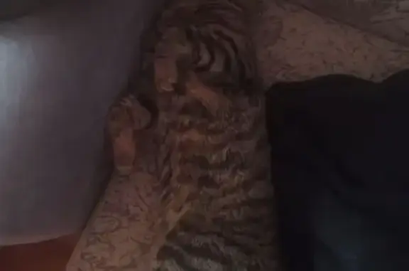 Кошки потеряшки, Пермь, фото: Потеряшка кот, ул. Леонова, 64, Пермь