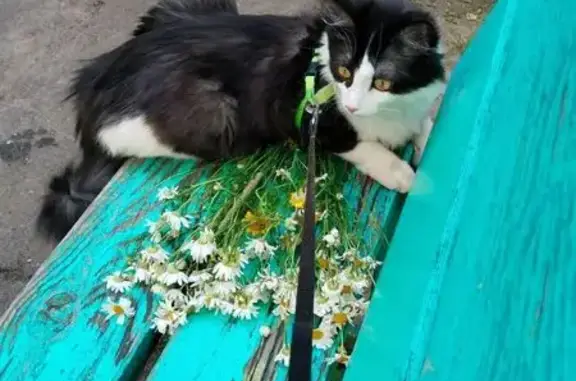 Пропала кошка, пр. Строителей, 72, Иваново