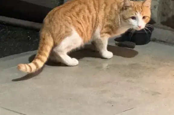 Найдена кошка, Москва, фото: Кошка у цветочного, Озерная 4к1, Москва