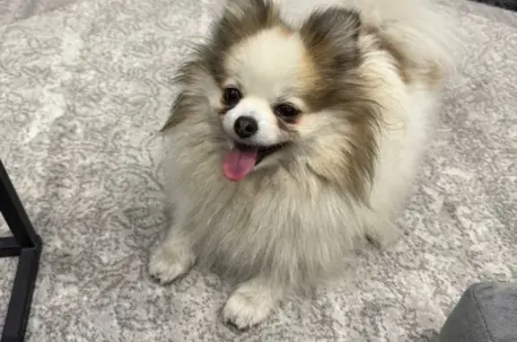 Найдена собака, Ростов-на-Дону, фото: Собака найдена: Особенная ул., 46, Ростов-на-Дону