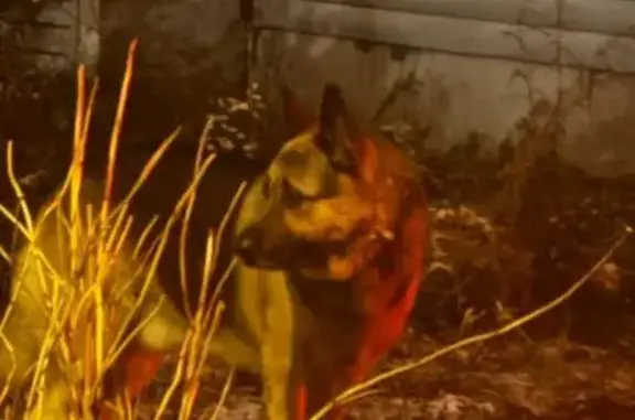 Овчарка на ул. Панфиловцев, 38, Тула