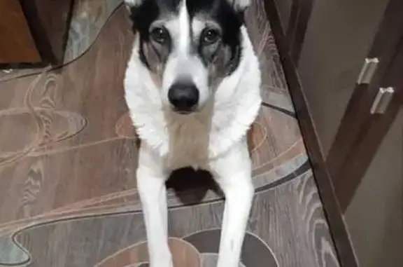 Собаки потеряшки, Мурманск, фото: Потеряшка собака, ул. Лобова, 39/13, Мурманск