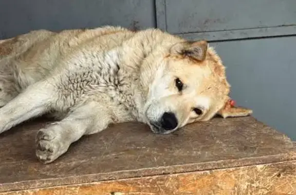 Собаки потеряшки, Саратов, фото: Потеряшка собака, ул. Плякина 6, Саратов