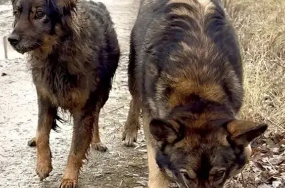 Найдена собака, , фото: Найдены собаки, Верхнее Дуброво, 72