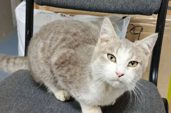 Найдена кошка, Краснослободск, фото: Кошка найдена на ул. Свердлова, 51/4