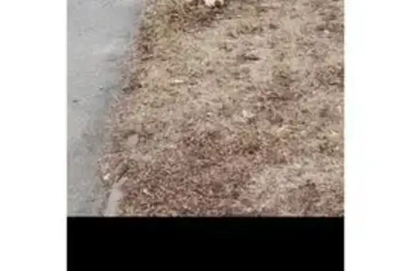 Найдена собака: ул. Художника Русакова, 3