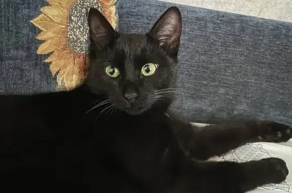 Найдена кошка, Ижевск, фото: Кот найден на ул. Пойма, 7, Ижевск