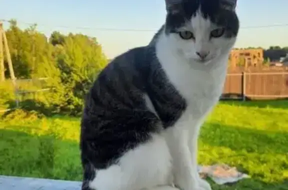 Пропала кошка, Туношенское с/п, Ярославль