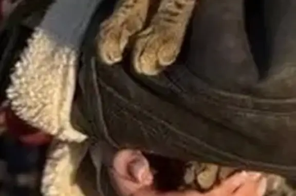 Пропала кошка Барсик, Бор 14